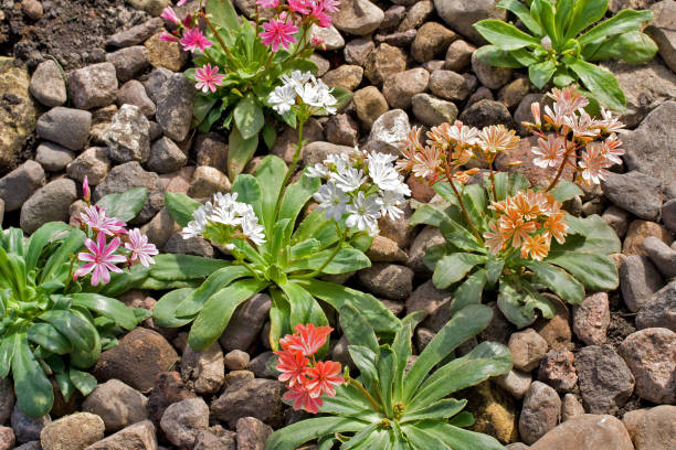Mixed Lewisia Cotyledon Flower Seeds - Heirloom Non GMO High Germination Garden Seeds