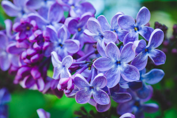 Lilac Flower Seeds Exotic Flowering Plants for Vibrant Garden Beauty for Colorful Landscape - Heirloom, Non GMO, High
