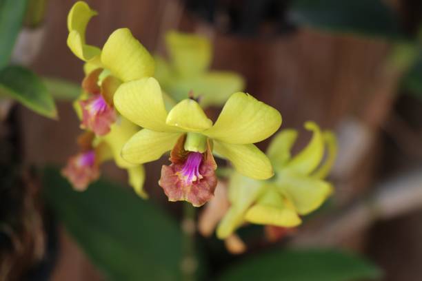 Yellow Giant Monkey face Orchid Flower Seeds - Heirloom Non GMO High Germination Flower Seeds
