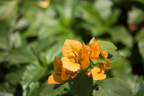 Bougainvillea Glabra Flower Seeds