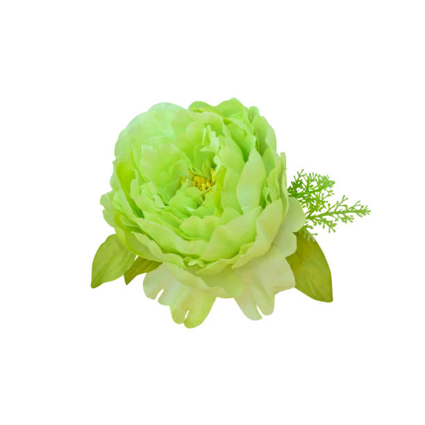 Green Camelia Flower Seeds - Heirloom Non GMO High Germination Garden Planting Seeds