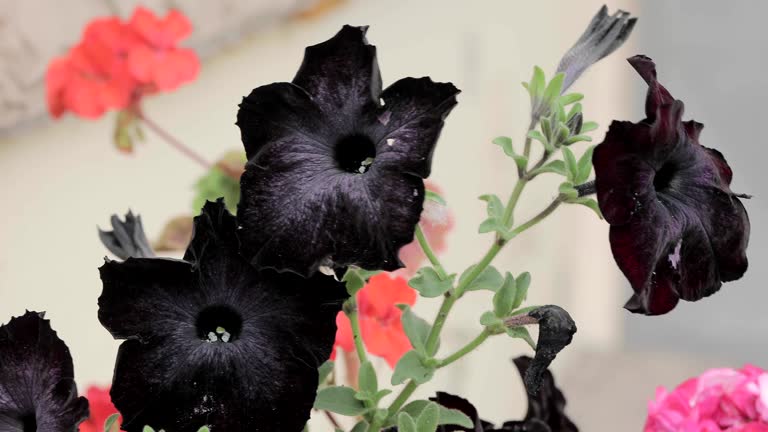 Black Hanging Petunia Flower Seeds – Rare Blooming Plants Balcony and Patio Gardening - Heirloom Non GMO High