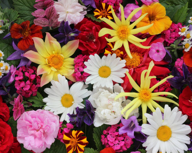 Aristata Grandiflora Mixed Flower Seeds