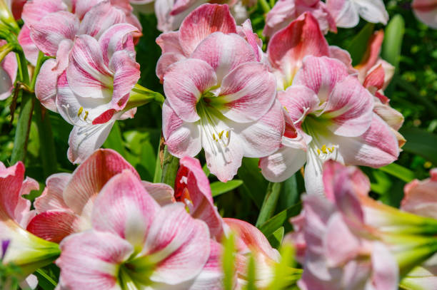 White Pink Amaryllis Flower Seeds