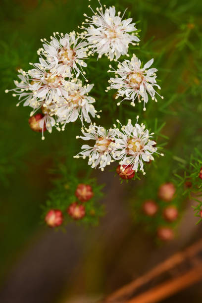 Dalea Pinnata Flower Seeds