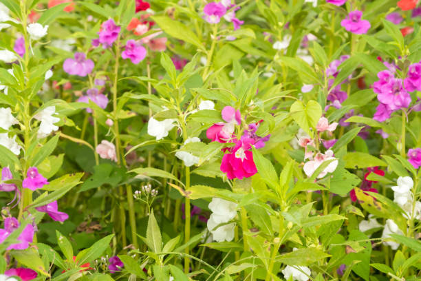 Balsam Flower Seeds Mixed Perennial - Heirloom Non GMO Premium Garden Seeds for Planting