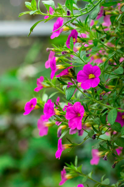 Pink Bacopa Flower Seeds - Heirloom Non GMO High Germination Garden Seeds for Planting