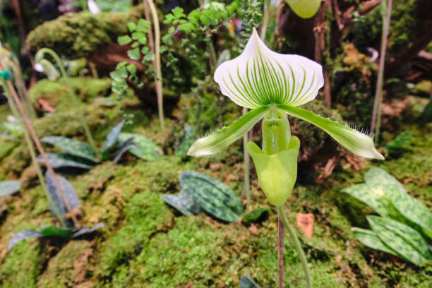 Cypripedioideae Flower Seeds