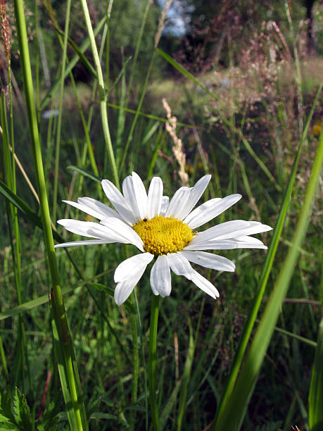 White Giant Daisy Flower Seeds – Exotic Flowering Plants for Vibrant Backyard Beauty - Heirloom Non GMO High