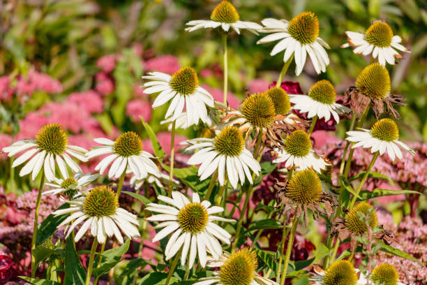 White Swan Coneflower Seeds
