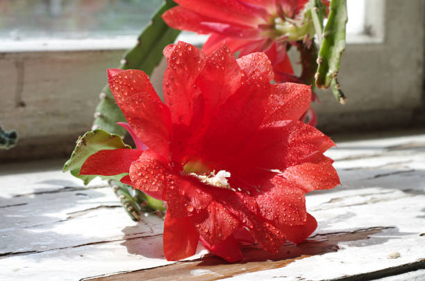 Red Epiphyllum Flower Seeds