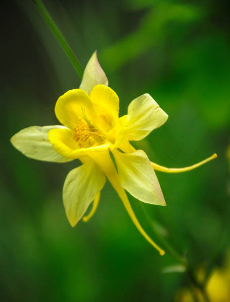 Yellow Columbine Flower Seeds
