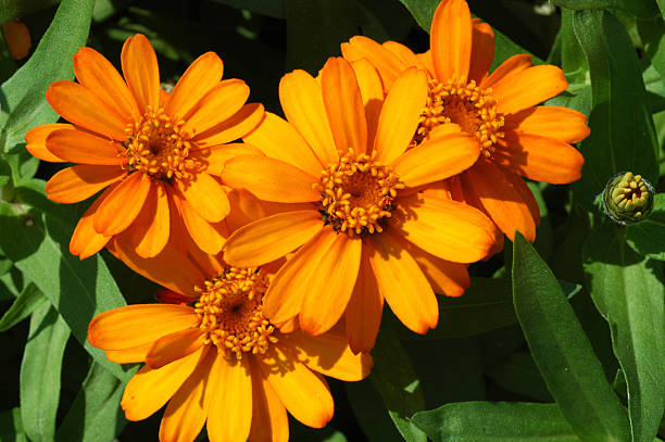 Orange Zinnia Flower Seeds – Exotic Flowering Plants for Vibrant Garden Beauty