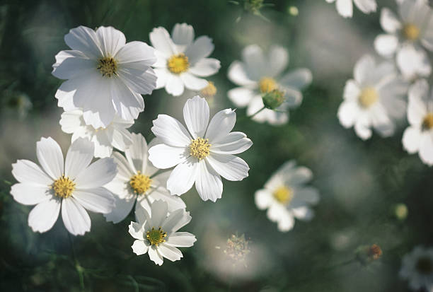 White Cosmos Flower Seeds | Heirloom, Non-GMO, High Germination Seeds