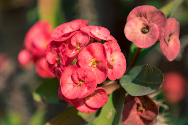 Crown Thorns Flower Seeds