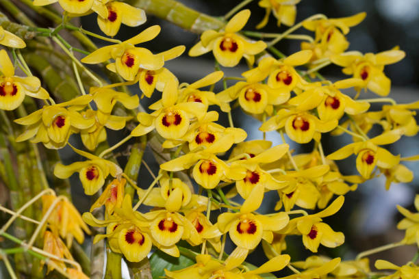 Yellow Monkey Face Orchid Flower Seeds – Heirloom, Non GMO, High Germination Seeds