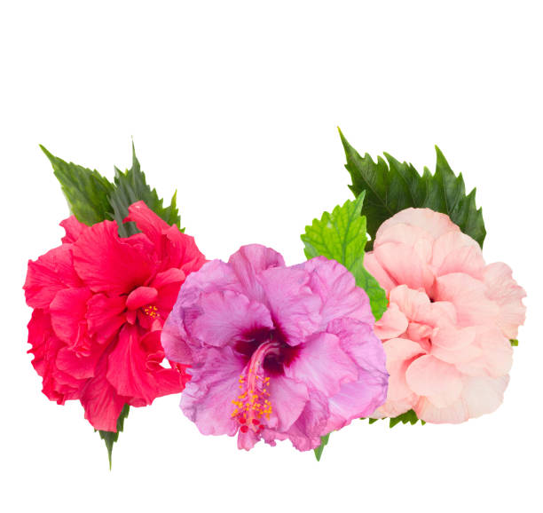 Mixed Double Hibiscus Flower Seeds – Premium Floral for Decorative Home Landscapes