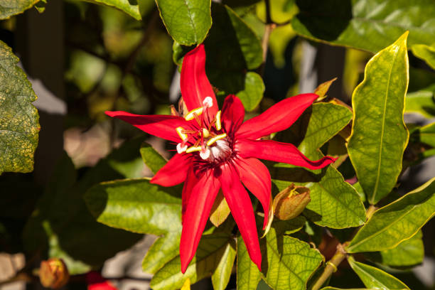 Red Passiflora Flower Seeds - Heirloom Non GMO High Germination Flower Seeds for Home Garden Planting