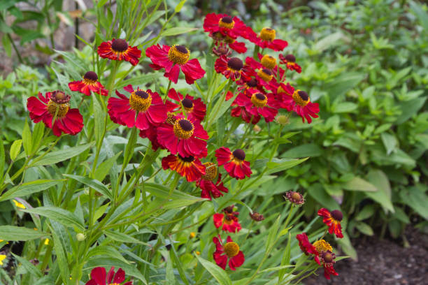 Red Heliopsis Flower Seeds