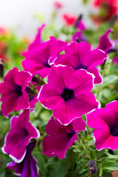 Dark Pink Petunia Flower Seeds - Heirloom Non GMO High Germination Premium Garden Seeds for Planting
