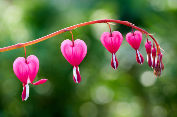 Pink Bleeding Heart Flower Seeds - Heirloom Non GMO High Germination Garden Seeds for Planting