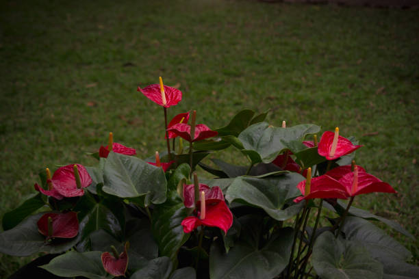 Red Anthurium Scherzerianum Flower Seeds – Exotic Flowering Plants for Vibrant Backyard Beauty - Heirloom Non GMO High G