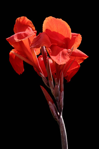 Red Canna Flower Seeds - Heirloom Non GMO High Germination Organic Garden Seeds for Planting