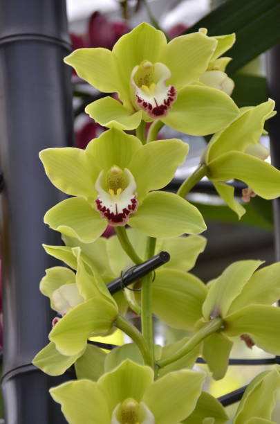 Green Cymbidium Orchid Flower Seeds – Heirloom, Non GMO, High Germination Seeds