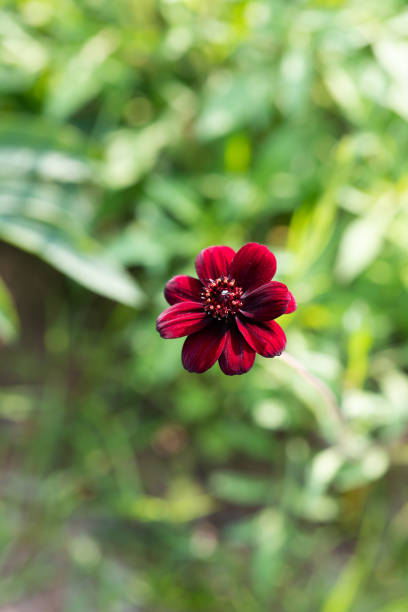 Chocolate Cosmos Flower Seeds