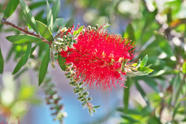 Red Perennial Myrtle Flower Seeds - Heirloom Non GMO High Germination Flower Seeds for Home Garden Planting