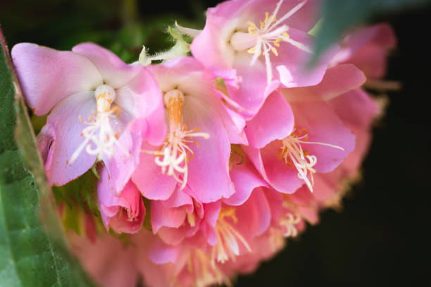 Light Pink Dombeya Flower Seeds – Heirloom, Non-GMO, High Germination Seeds - Heirloom Non GMO Premium Garden Seeds for