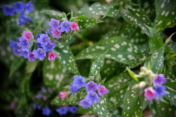 Lungwort Flower Seeds Exotic Flowering Plants for Vibrant Garden Beauty for Colorful Landscape - Heirloom, Non GMO,