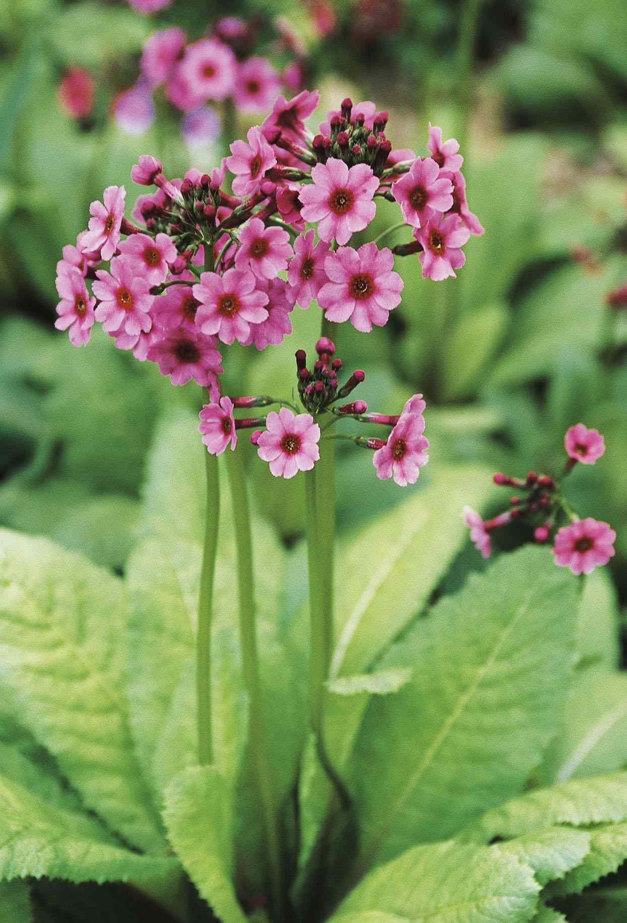 Pink Diphylleia Flower Seeds