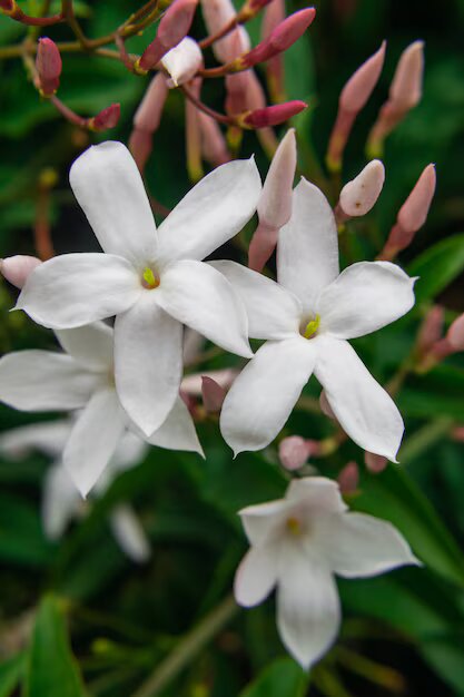 Jasmine Flower Seeds
