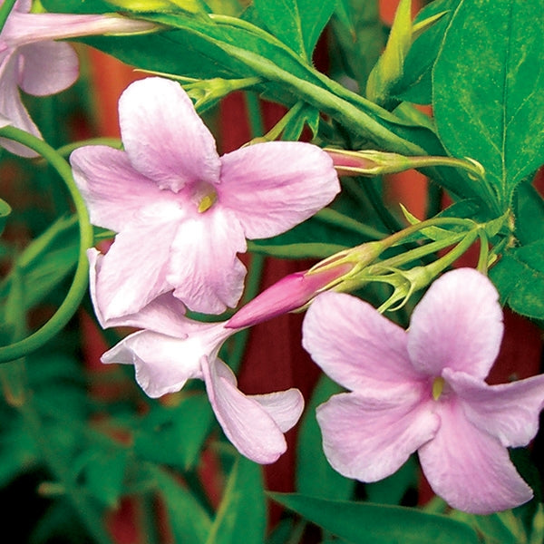 Pink Jasmine Plant Seeds - Heirloom Non GMO Premium Garden Seeds for Planting