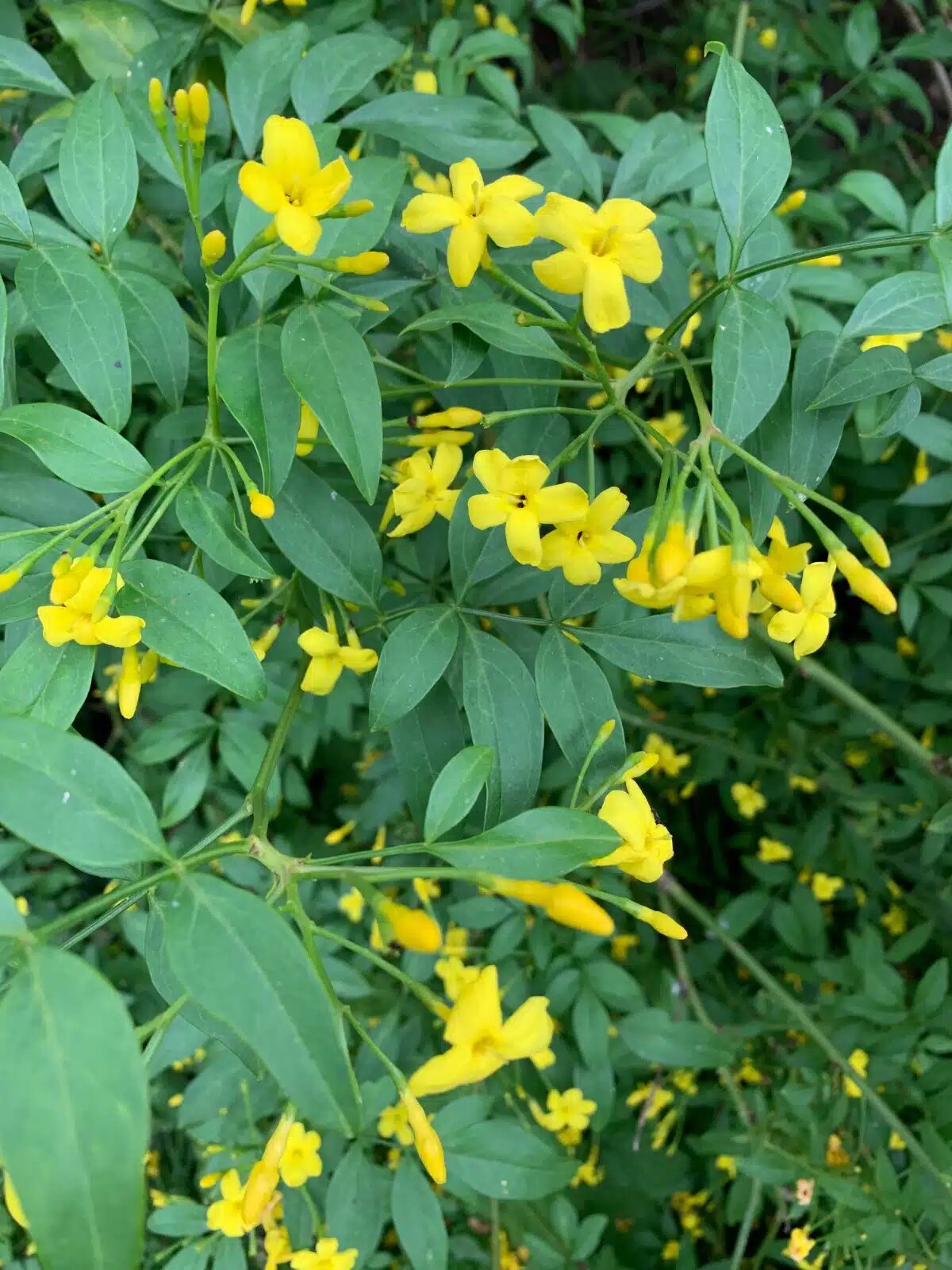 Yellow Jasmine Flower Seeds