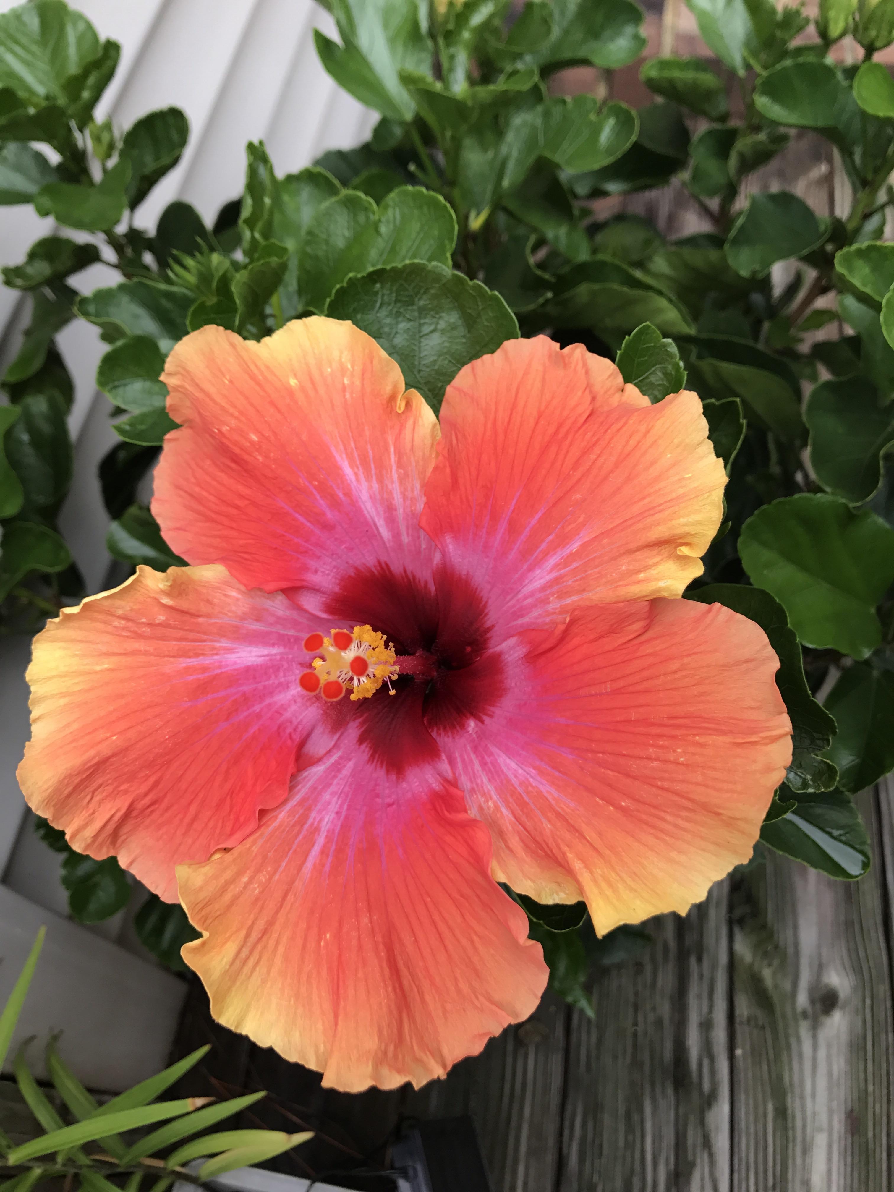 Pink Orange Hibiscus Flower Seeds – Easy Grow Blossoms for Pots and Patio Gardens