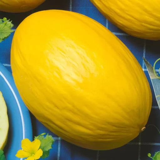 juane canary melon sweet yellow smooth rind melons high organic Fruit Seeds organic garden seeds