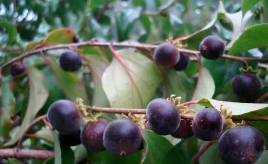 gooseberry dovyalis hebecarpa ketembilla ceylon barbed berry cranberr high organic Fruit Seeds organic garden seeds
