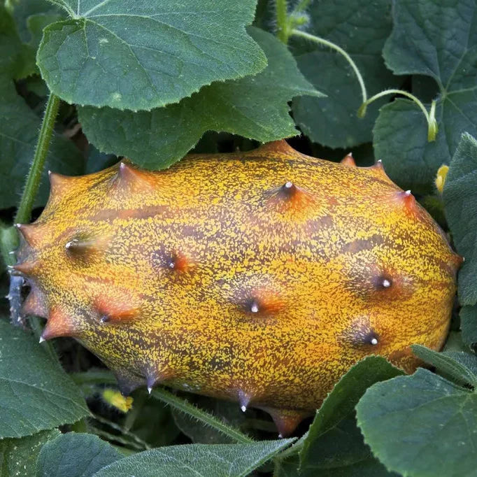 kiwano cucumis metuliferus fruit ideal kitchen seeds
