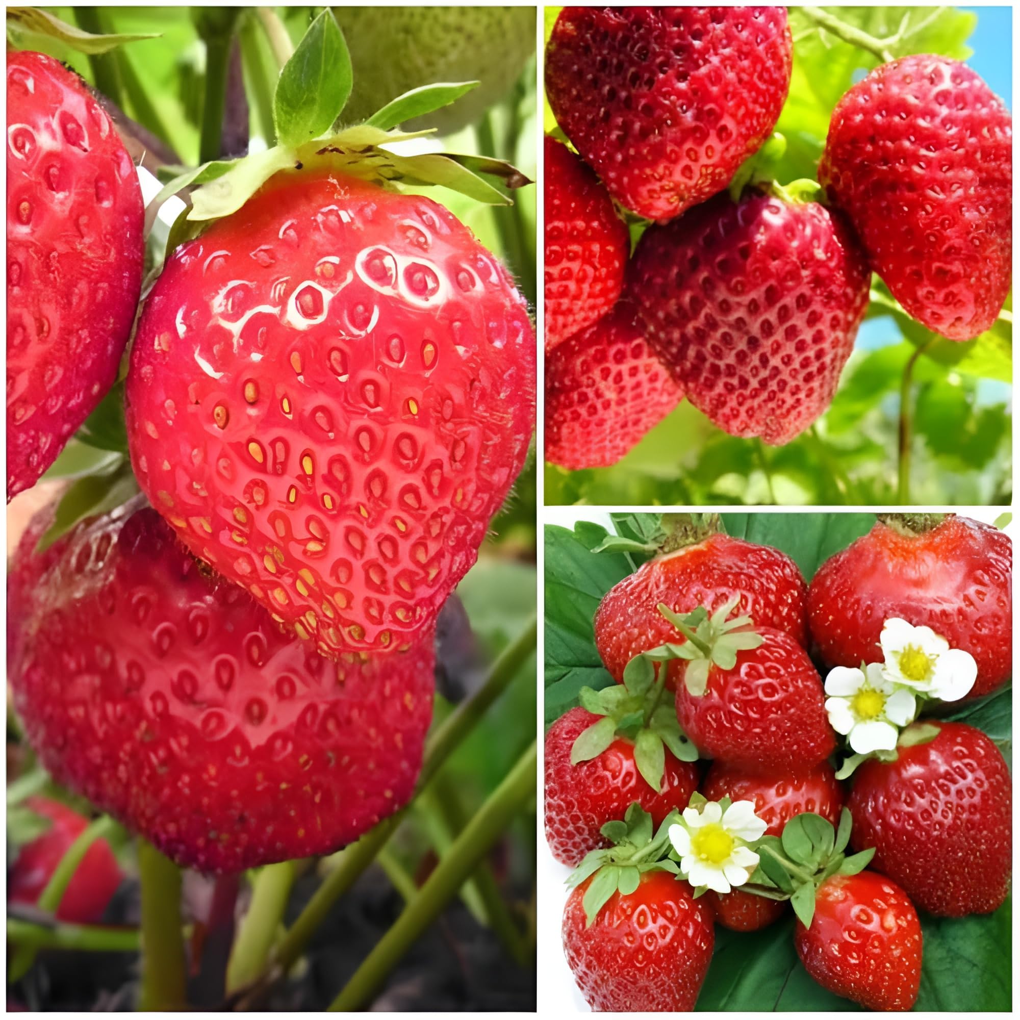 Mixed Strawberry Everbearing Fragaria Fruit