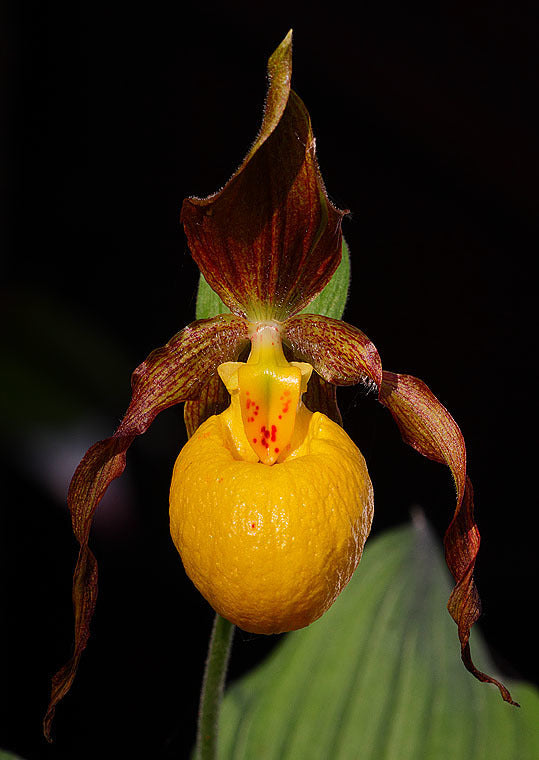 Orange Cypripedium Flower Seeds - Heirloom Non GMO High Germination Garden Planting Seeds