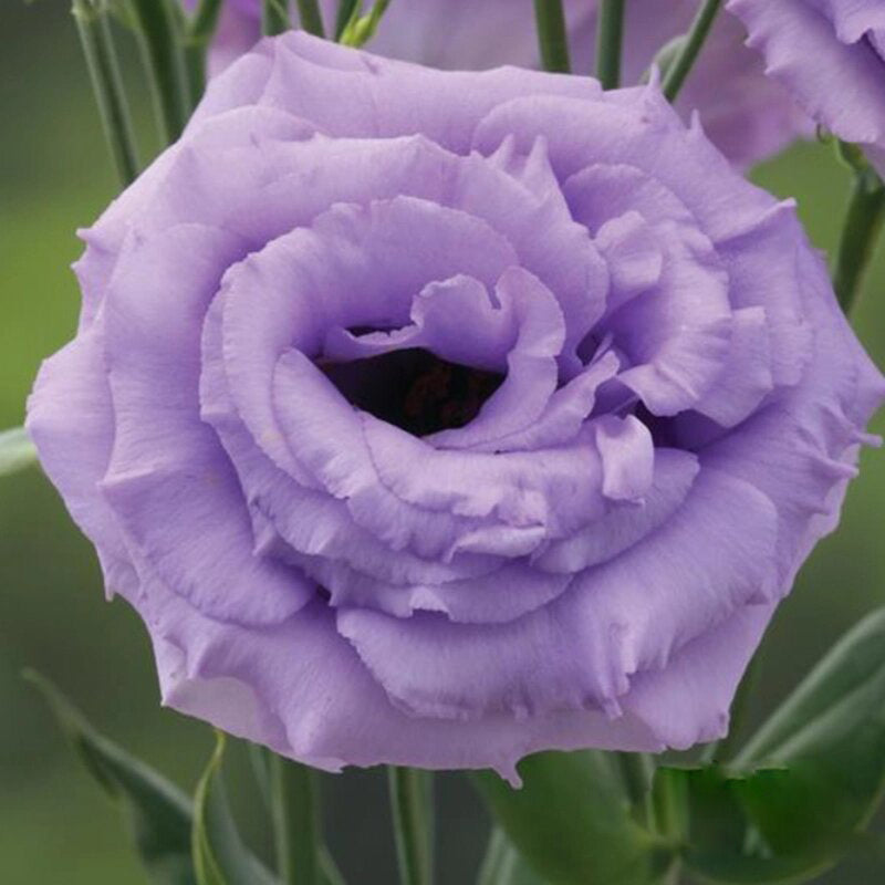 Purple Lisianthus Flower Exotic Flowering Plants for Colorful Backyard Beauty for Colorful Seeds - Heirloom Non GMO Prem