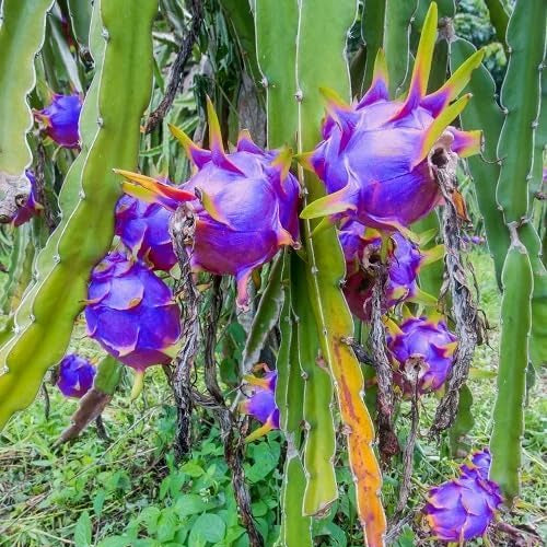 Pitaya Lavender Fruit Seeds