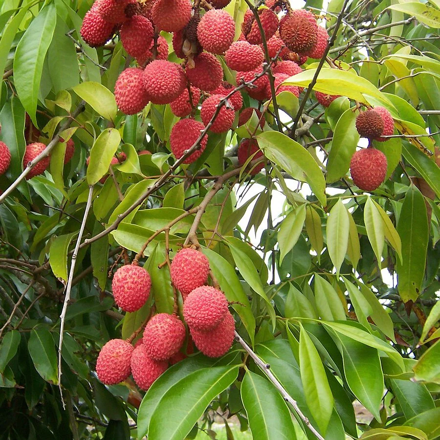 Leeche Fruit Seeds