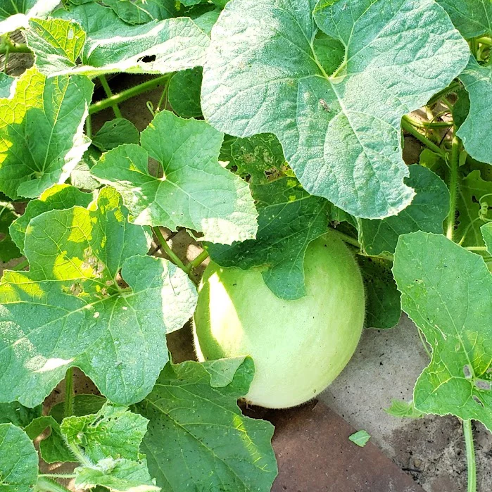Lemon Drop Melon Gmo Free Fruit Seeds