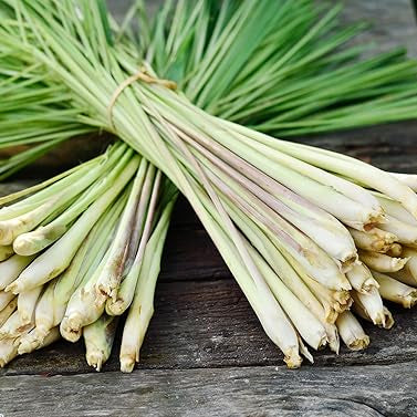 lemongrass plant cymbopogon citratus in herb garden
