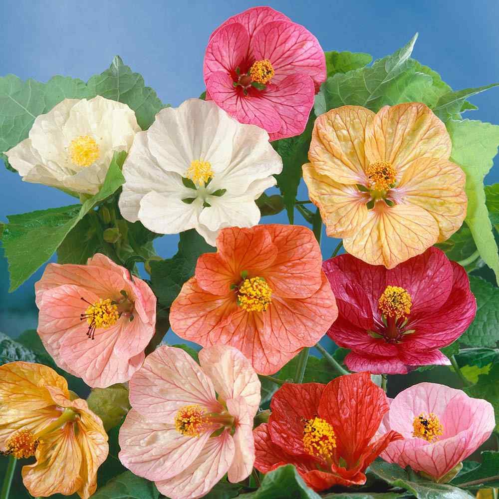 Mixed Abutilon Flower Seeds Easy Grow Blossoms for Pots and Backyard Spaces for Colorful Landscape - Heirloom, Non GMO,