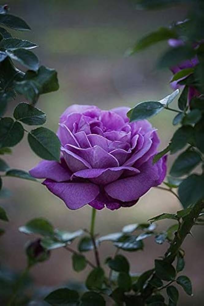 Lavender Rose Flower Seeds