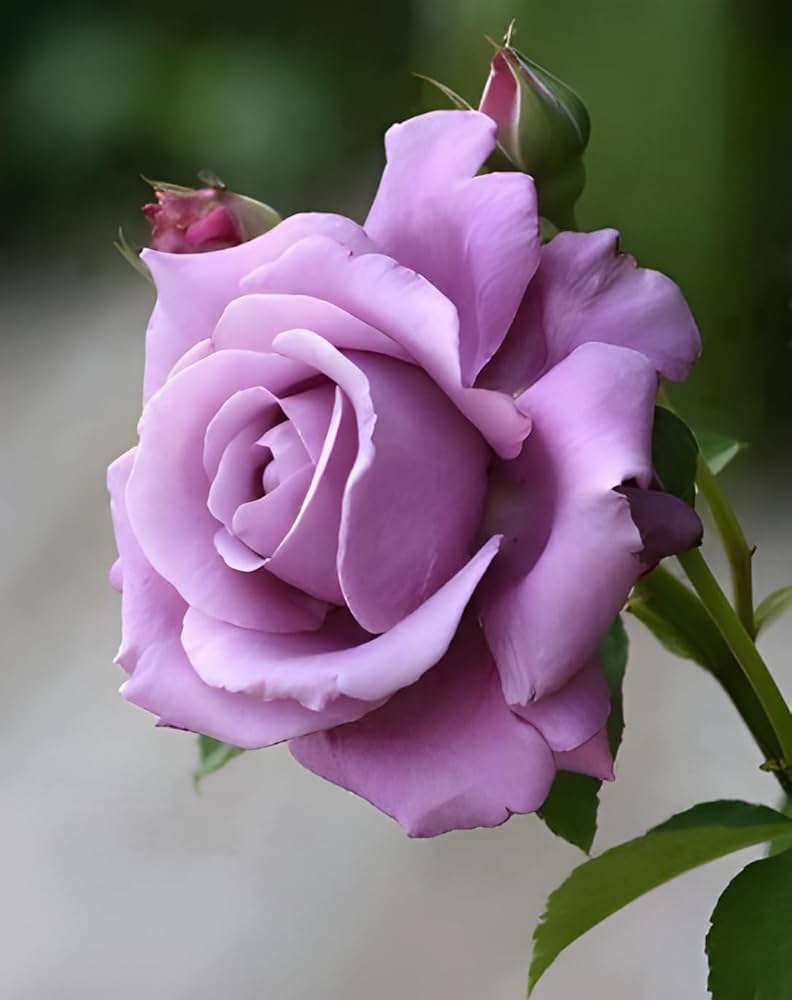 Lavender Rose Flower Seeds for Planting Heirloom Non-GMO High Germination Organic Garden Seeds Exotic Blooms - Heirloom